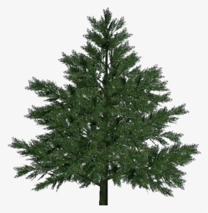 3d Trees - Pine - Pine Tree For Christmas #1119345