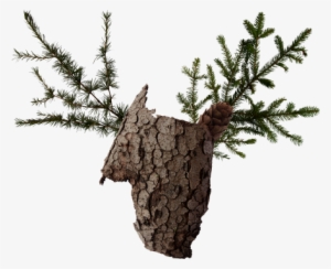 Visual Identity And Packaging Design For Wild, An Austrian - Pond Pine #1119418