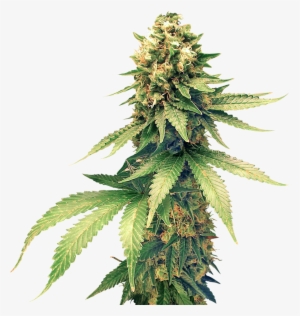 Cannabis Png Clipart - Hemp #1119480
