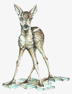 Hand Drawn Illustration - Roe Deer #1119639