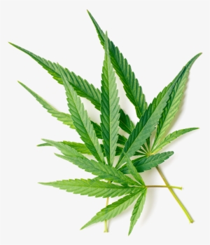 Herb Image - Ekamedica Maść Kremowa Konopna 200ml #1119711