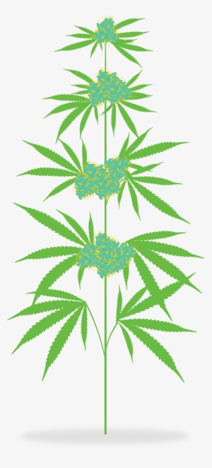 How Is Marijuana Medicine - Cannabis Clipart Png Transparent #1119740