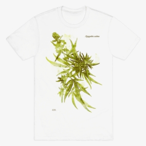 Cannabis Botanical Illustration Mens T-shirt - Cannabis Botanical Illustration #1120004