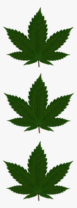 Cannabis Leaves Three - Addicted, Addidas Phone Case - Iphone 4/4s #1120052