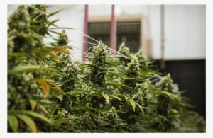 Cresco Labs Scales Up Cannabis Operations To Enter - Cresco Labs, Llc #1120139
