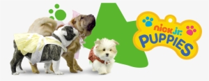 Puppies Header - Puppy #1121641