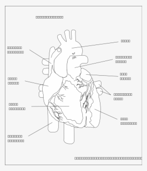 How To Set Use The Human Heart Clipart #1121734