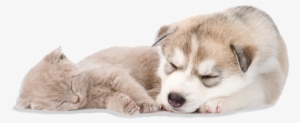 Sleeping Dog And Cat - Sleeping Puppy Png #1121754