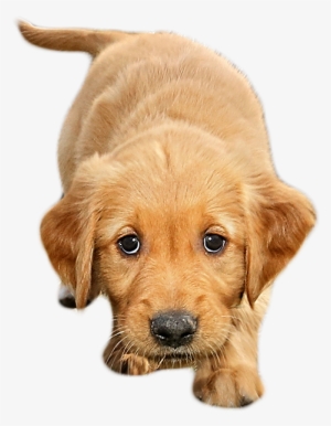 Png File - Dogs With Transparent Background #1121801 Png File - Dogs With Transparent Background #1121801