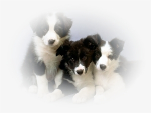 Puppies Black White - Border Collie Cachorros #1121866
