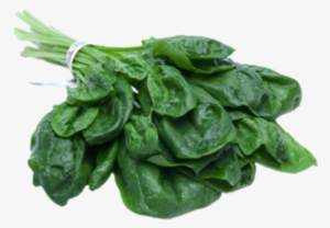 Forgetmenot - Spinach #1122750