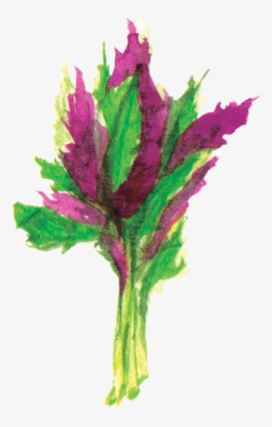 File - 觀音菜longevityspinach - Canterbury Bells #1122902