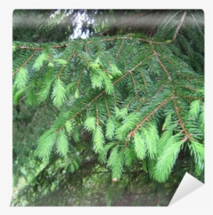 Closeup Picture Of Pine Tree Branch - Tree #1122990 Closeup Picture Of Pine Tree Branch - Tree #1122990