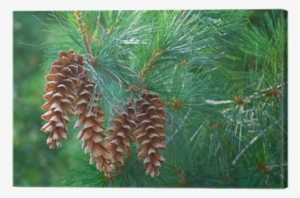Pine Cones Hanging From A Pine Tree Branch Canvas Print - Pine Cones Hanging From Branch #1123018 Pine Cones Hanging From A Pine Tree Branch Canvas Print - Pine Cones Hanging From Branch #1123018
