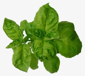 Sweet - Does Basil Look Like #1123117