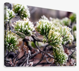 Closeup Of Pine Tree Branch In Field Of Kemeri Moor - Pond Pine #1123326 Closeup Of Pine Tree Branch In Field Of Kemeri Moor - Pond Pine #1123326