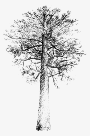 Lodgepole Pine Scots Pine Tree Drawing Loblolly Pine - ด รอ อิ้ ง ต้นสน #1123492 Lodgepole Pine Scots Pine Tree Drawing Loblolly Pine - ด รอ อิ้ ง ต้นสน #1123492