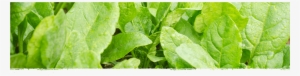 Cad Web Spinach 1800×600 - Spinach #1123720