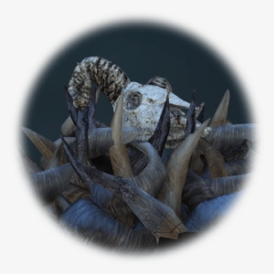 Pile Of Mountain Goat Skulls - Goat #1123785