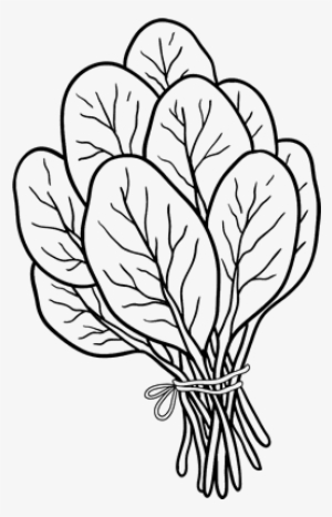Colouring Pictures Of Spinach #1124433