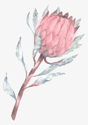 Protea - Phone Wallpaper Protea #1125125
