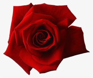 Loose - Rose Close Up Png #1129916
