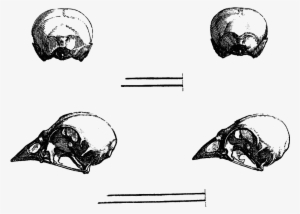 Vintage Bird Skulls Clipart - Clip Art #1131137