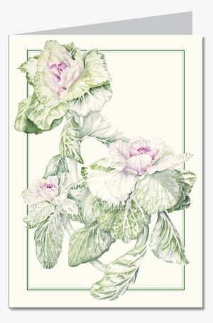 Flowering Kale Item #1134352