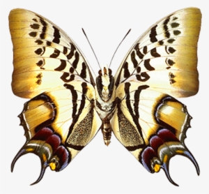 Png Transparent Real Butterfly Clipart - Lepidoptera #1134371 Png Transparent Real Butterfly Clipart - Lepidoptera #1134371