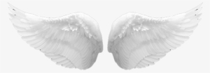 Angel Wings Png Transparent - Real White Angel Wings Png - Free 