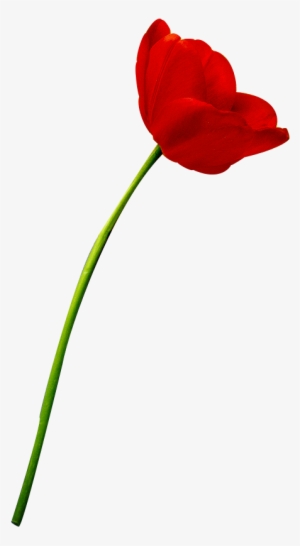 X - Tulipe Rouge #1134493