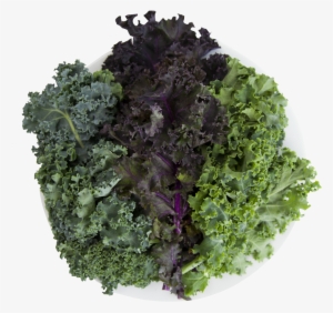 Kale - Curly Kale #1134495