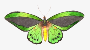 Butterfly, Animal, Insect, Isolated - Vision Studio - Butterfly Prose Ii Canvas #1134703