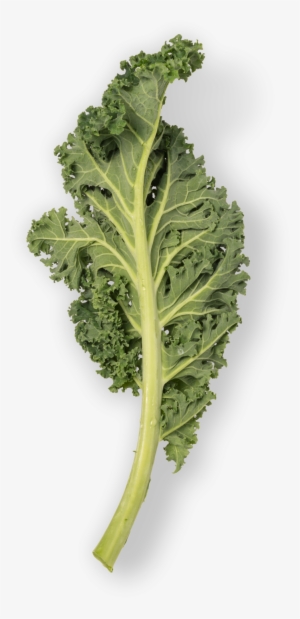 Kale - Mustard Greens #1134762