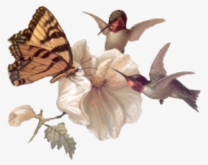 Clip Art Graphics - Butterfly And Hummingbird Clip Art #1134764