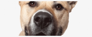 Dog Face Main600png - Dog Heads Png #1135166