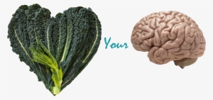 Benefits Of Kale & Your Brain - Eat Local Dekalb Sticker #1135168