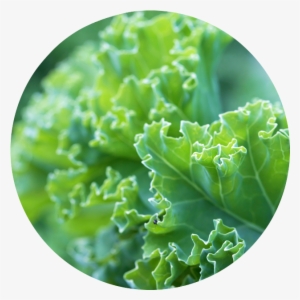 Cooking Class With Greens #1135202