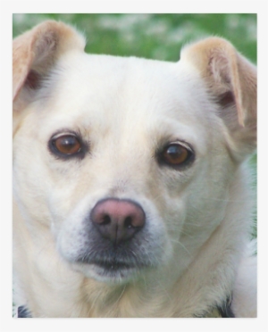 Dog Face Close-up Poster - Blond Dog Portrait Framed Art Print - Scoop Black Mini #1135247