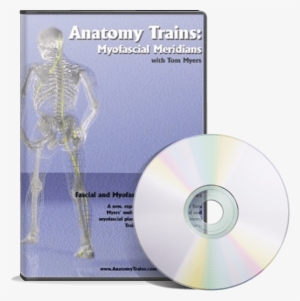 Myofascial Meridians - Anatomy Spiral Line Train #1138912