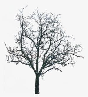 What You Need In Winter For Trend - Transparent Winter Tree Png #1138977