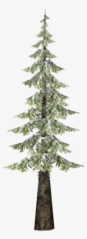 Snowy Black Spruce - Christmas Tree #1139122
