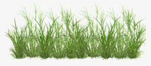 Grass Cartoon Transparent - Кусты Пнг #1140236