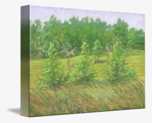 Windy Grass #1140509