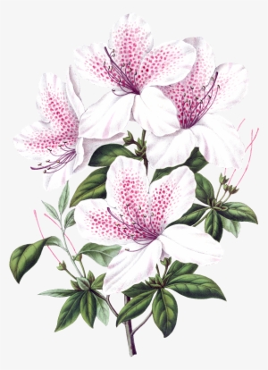 Beautiful Blooming Lily Flowers Transparent - White Flower Png Botanic #1140710