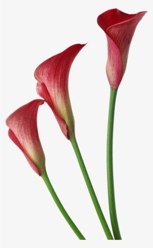 Abc Duendes Png - Red Calla Lily Flower #1140864