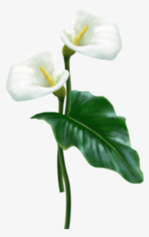Flower Arum - Calla Lily Flower Png #1141176