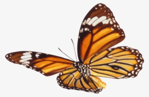 Real Butterfly Png - Anggian Putra Terbaru #1142548 Real Butterfly Png - Anggian Putra Terbaru #1142548