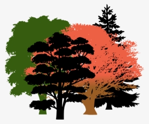 Get Free High Quality Hd Wallpapers Oak Tree Silhouette - Pine Tree Silhouette #1142606 Get Free High Quality Hd Wallpapers Oak Tree Silhouette - Pine Tree Silhouette #1142606