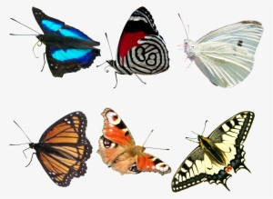 Visit - Real Butterfly Png Transparent #1142634